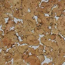 Пробковое покрытие Granorte PB-W Гавайи белый (Hawaii White) настенное клеевое Пробковое покрытие Granorte PB-W Гавайи белый (Hawaii White) настенное клеевое