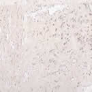 Пробковое покрытие CORKART Обои Corkart PW 386 WS настенное клеевое Пробковое покрытие CORKART Обои Corkart PW 386 WS настенное клеевое